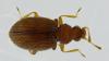 Melanophthalma sp.